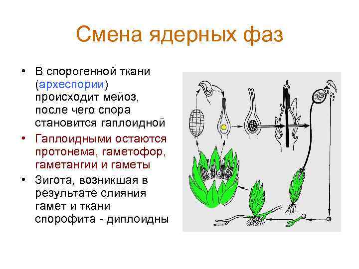 Смена ядерных фаз • В спорогенной ткани (археспории) происходит мейоз, после чего спора становится