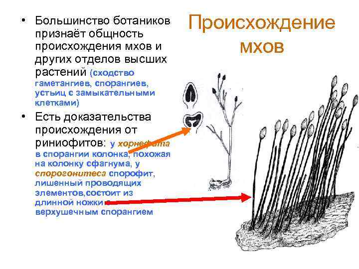  • Большинство ботаников признаёт общность происхождения мхов и других отделов высших растений (сходство