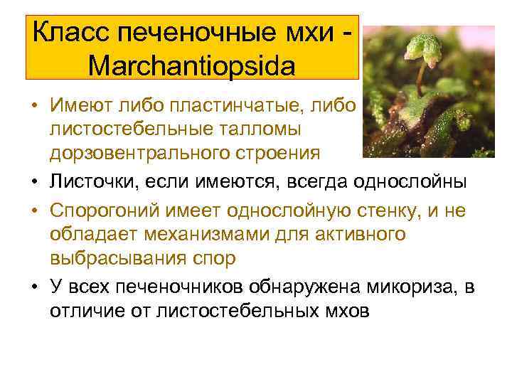 Класс печеночные мхи Marchantiopsida • Имеют либо пластинчатые, либо листостебельные талломы дорзовентрального строения •