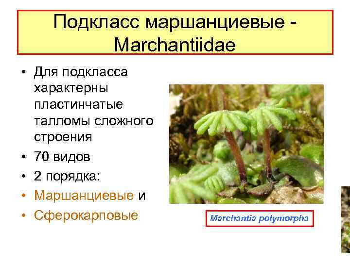 Подкласс маршанциевые Marchantiidae • Для подкласса характерны пластинчатые талломы сложного строения • 70 видов
