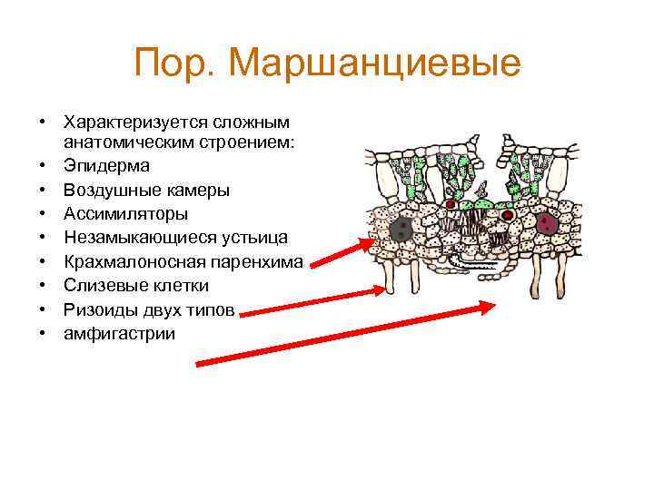 Пор. Маршанциевые • Характеризуется сложным анатомическим строением: • Эпидерма • Воздушные камеры • Ассимиляторы