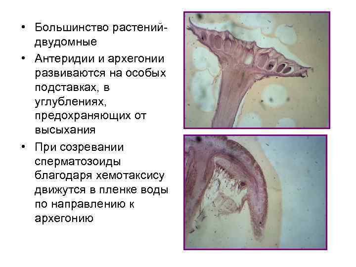  • Большинство растенийдвудомные • Антеридии и архегонии развиваются на особых подставках, в углублениях,