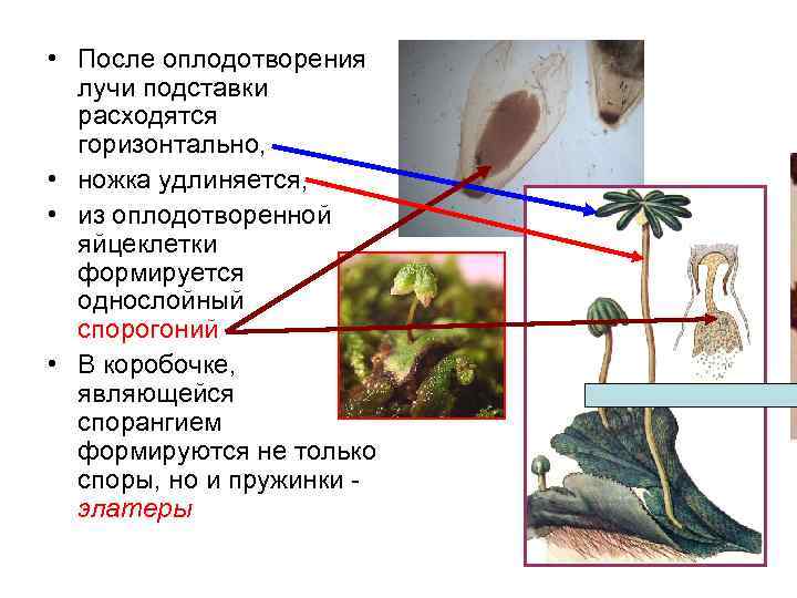  • После оплодотворения лучи подставки расходятся горизонтально, • ножка удлиняется, • из оплодотворенной