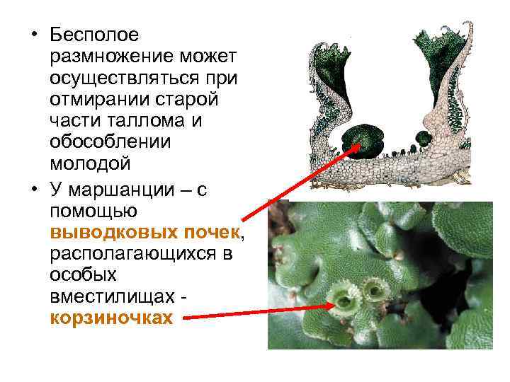  • Бесполое размножение может осуществляться при отмирании старой части таллома и обособлении молодой