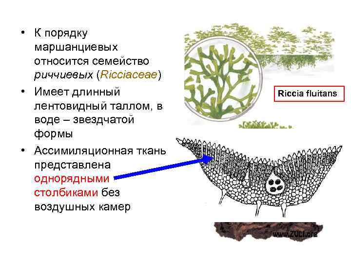  • К порядку маршанциевых относится семейство риччиевых (Ricciaceae) • Имеет длинный лентовидный таллом,