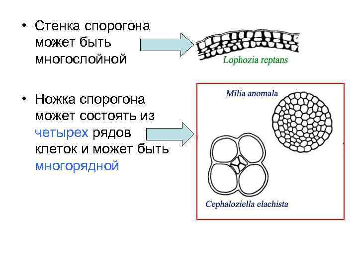  • Стенка спорогона может быть многослойной • Ножка спорогона может состоять из четырех