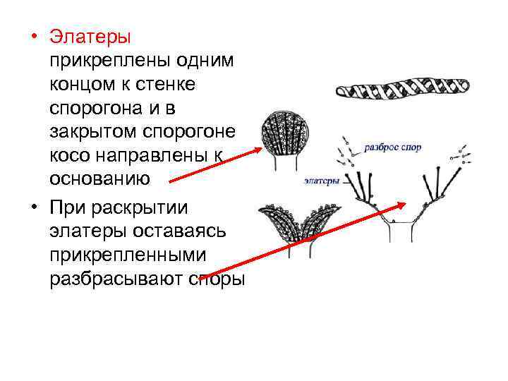  • Элатеры прикреплены одним концом к стенке спорогона и в закрытом спорогоне косо