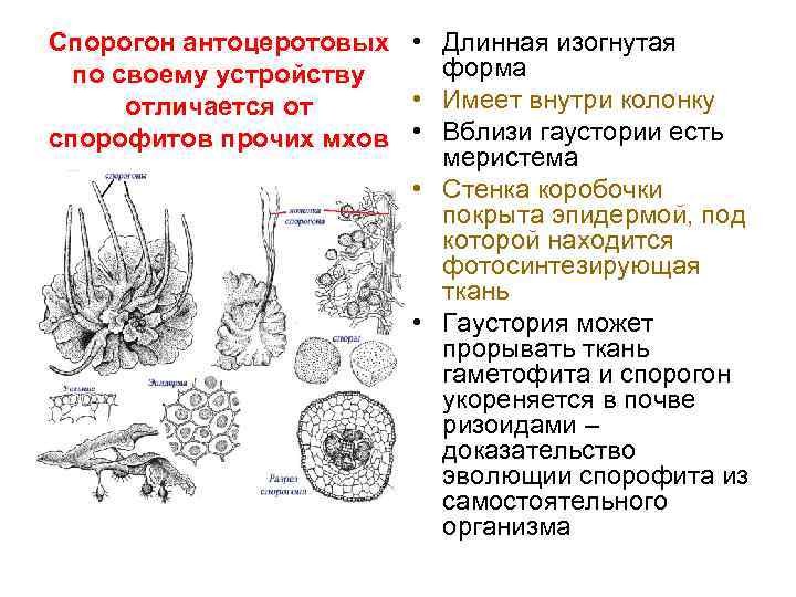 Спорогон антоцеротовых • Длинная изогнутая форма по своему устройству • Имеет внутри колонку отличается