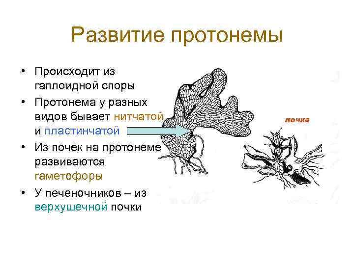 Развитие протонемы • Происходит из гаплоидной споры • Протонема у разных видов бывает нитчатой