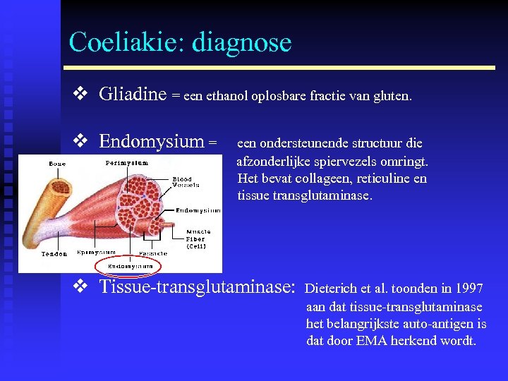 Coeliakie: diagnose v Gliadine = een ethanol oplosbare fractie van gluten. v Endomysium =