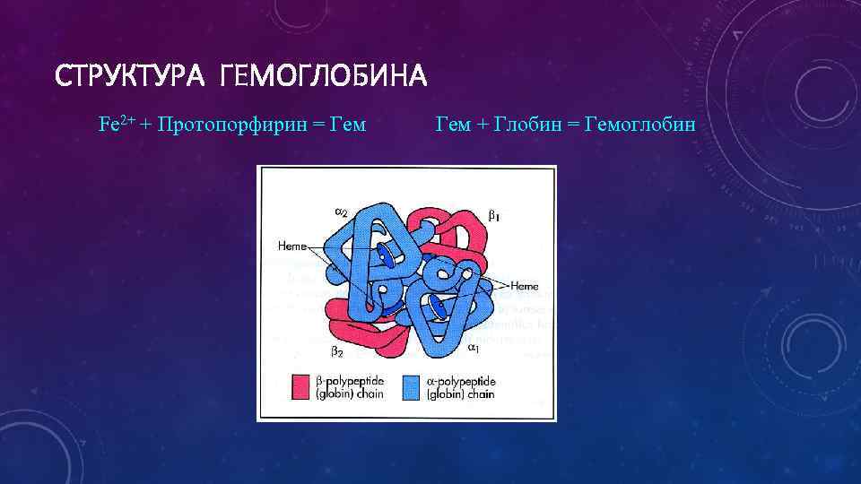 СТРУКТУРА ГЕМОГЛОБИНА Fe 2+ + Протопорфирин = Гем + Глобин = Гемоглобин 
