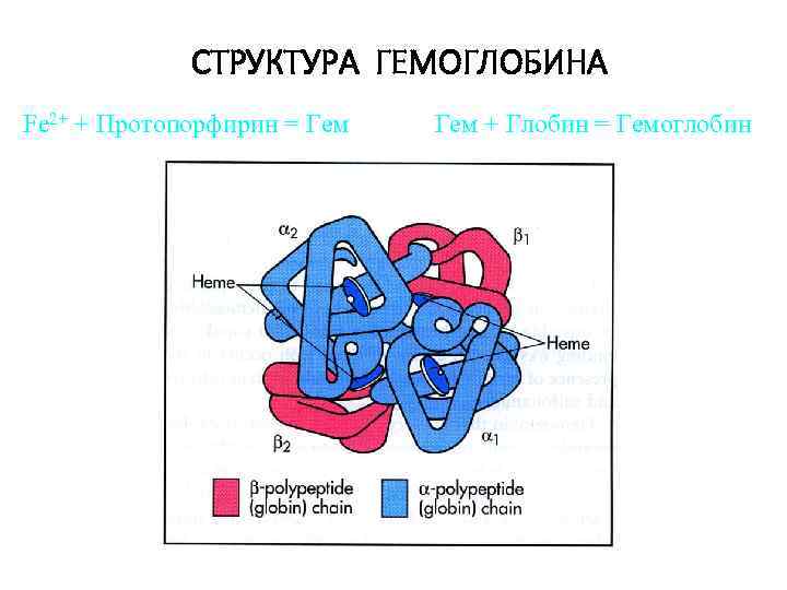 СТРУКТУРА ГЕМОГЛОБИНА Fe 2+ + Протопорфирин = Гем + Глобин = Гемоглобин 