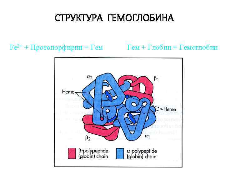 СТРУКТУРА ГЕМОГЛОБИНА Fe 2+ + Протопорфирин = Гем + Глобин = Гемоглобин 