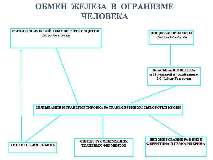 ОБМЕН ЖЕЛЕЗА В ОГРАНИЗМЕ ЧЕЛОВЕКА ФИЗИОЛОГИЧЕСКИЙ ГЕМОЛИЗ ЭРИТРОЦИТОВ 220 мг Fe в сутки ПИЩЕВЫЕ