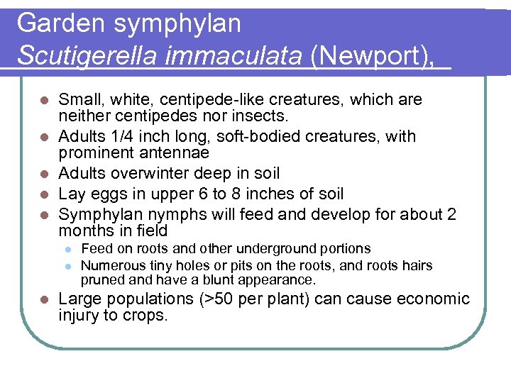 Garden symphylan Scutigerella immaculata (Newport), l l l Small, white, centipede-like creatures, which are