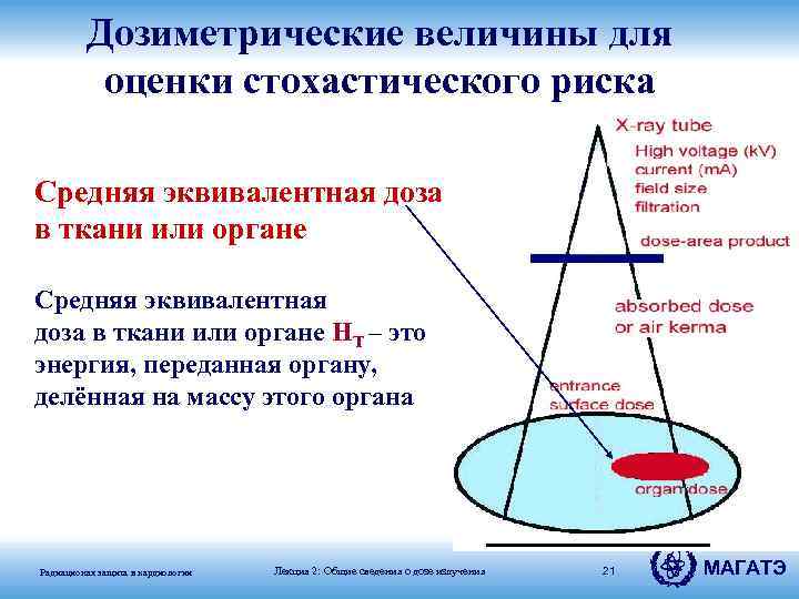 Дозиметрические величины для оценки стохастического риска Средняя эквивалентная доза в ткани или органе HT