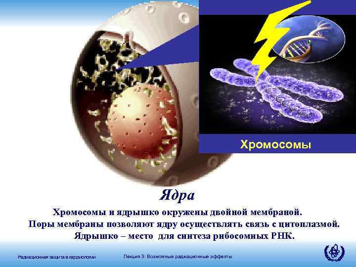 Число хромосом в ядре. Хромосомы в ядре. Ядерные хромосомы. Хромосомные ядра. Радиация и хромосомы.