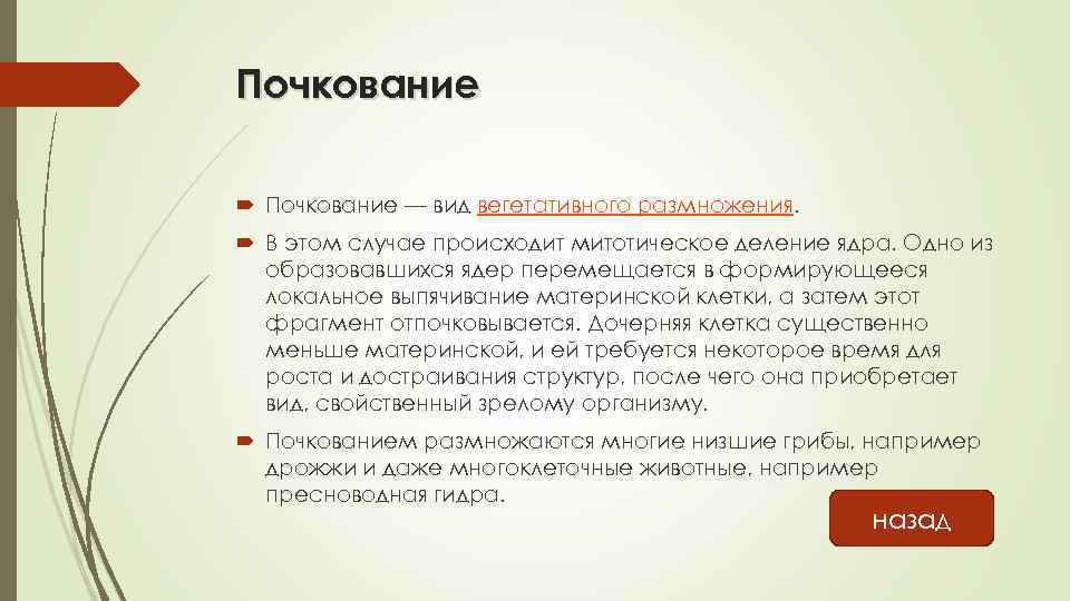 Почкование — вид вегетативного размножения. В этом случае происходит митотическое деление ядра. Одно из