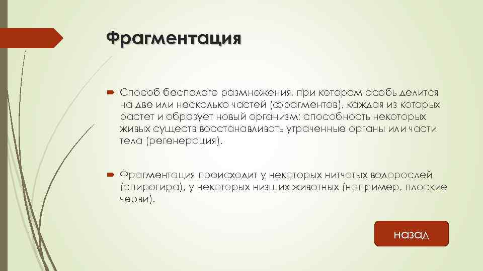 Фрагментация Способ бесполого размножения, при котором особь делится на две или несколько частей (фрагментов),