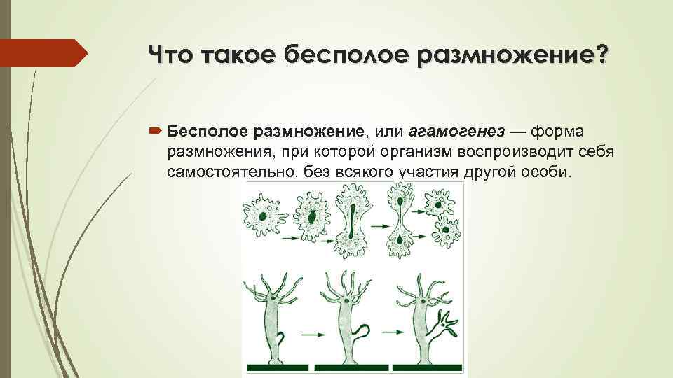 Что такое бесполое размножение? Бесполое размножение, или агамогенез — форма размножения, при которой организм