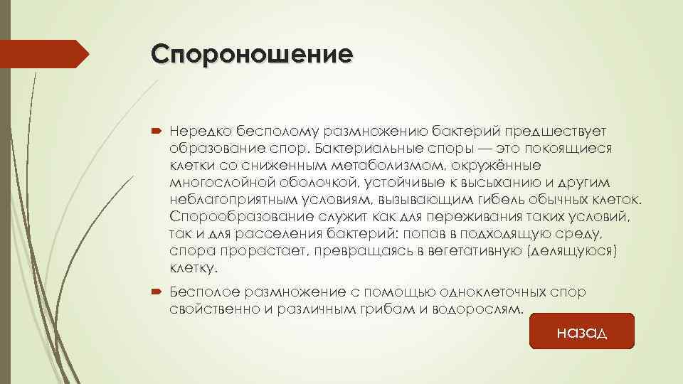 Спороношение Нередко бесполому размножению бактерий предшествует образование спор. Бактериальные споры — это покоящиеся клетки