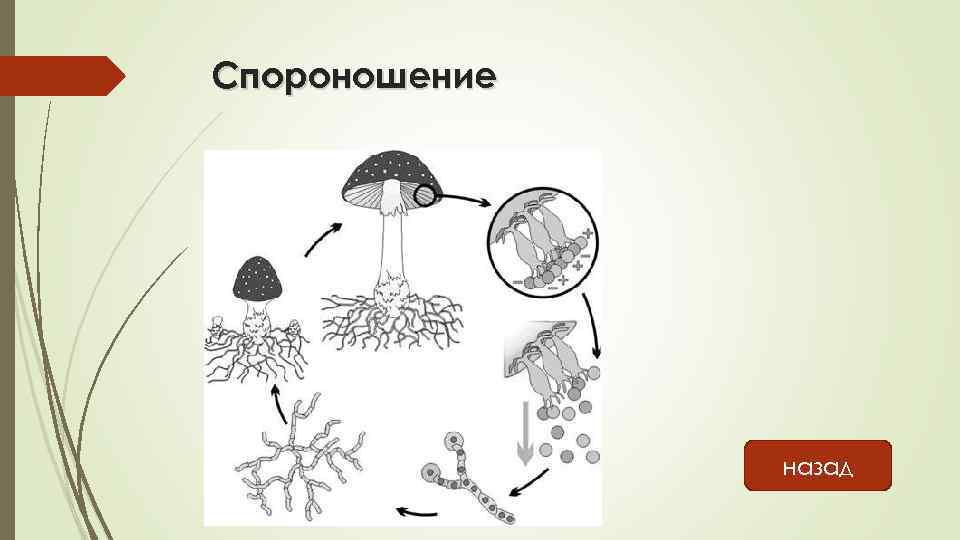 Какой тип питания характерен для подосиновика красного изображенного на рисунке