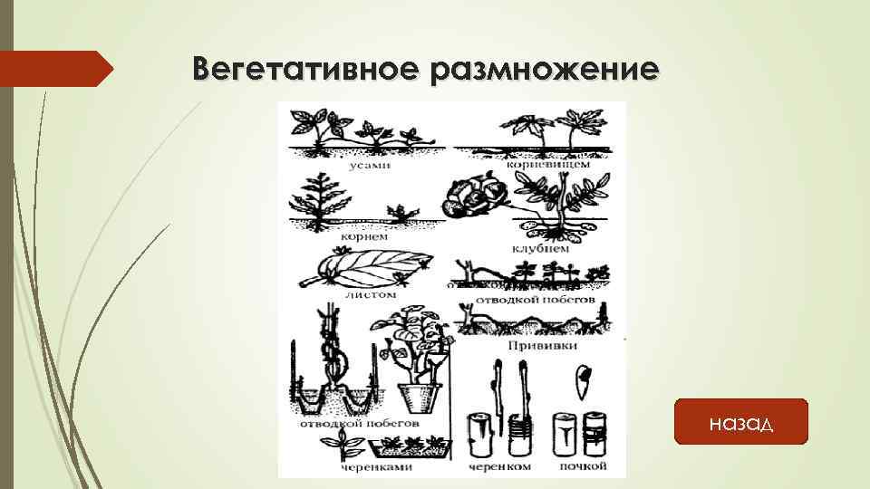 Какой способ вегетативного размножения показан на рисунке