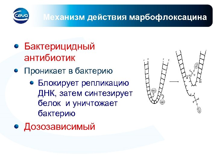 Механизм действия марбофлоксацина Бактерицидный антибиотик Проникает в бактерию Блокирует репликацию ДНК, затем синтезирует белок