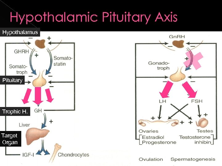 Hypothalamic Pituitary Axis Hypothalamus Pituitary Trophic H. Target Organ 