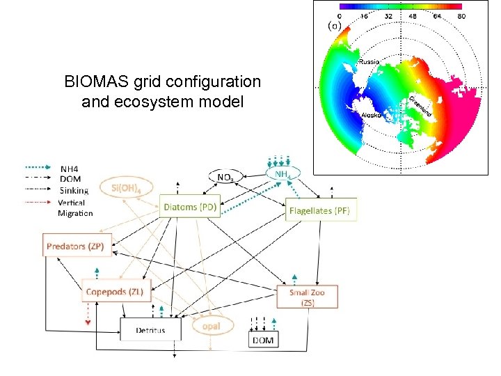 BIOMAS grid configuration and ecosystem model 