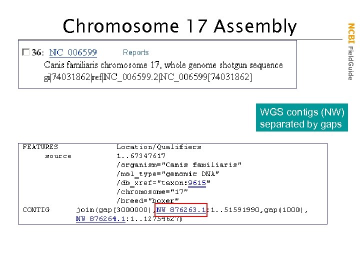 WGS contigs (NW) separated by gaps NCBI Field. Guide Chromosome 17 Assembly 