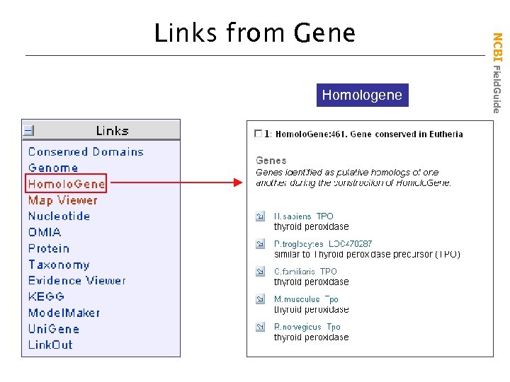 Homologene NCBI Field. Guide Links from Gene 