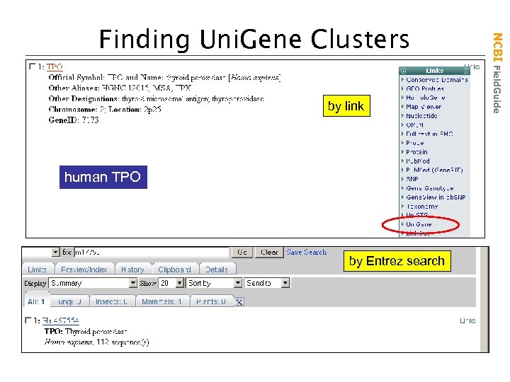 by link human TPO by Entrez search NCBI Field. Guide Finding Uni. Gene Clusters