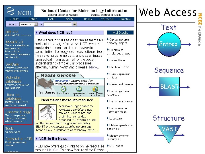 Text Entrez Sequence BLAST Structure VAST NCBI Field. Guide Web Access 