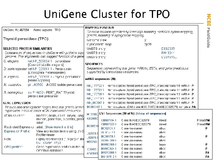 NCBI Field. Guide Uni. Gene Cluster for TPO 