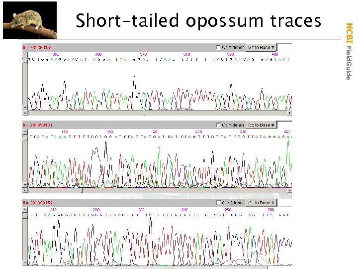NCBI Field. Guide Short-tailed opossum traces 