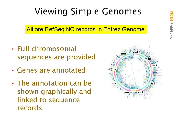 All are Ref. Seq NC records in Entrez Genome • Full chromosomal sequences are