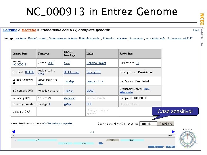 Case sensitive! mut. L NCBI Field. Guide NC_000913 in Entrez Genome 