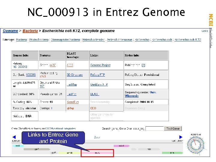 Links to Entrez Gene and Protein NCBI Field. Guide NC_000913 in Entrez Genome 