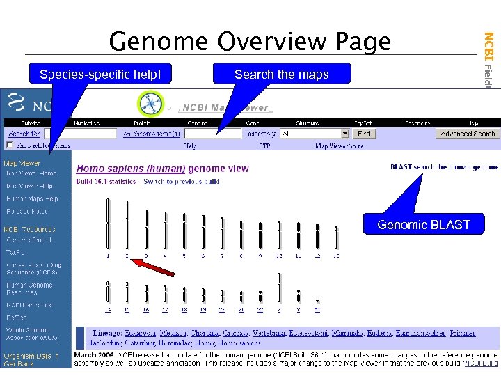 Species-specific help! Search the maps Genomic BLAST NCBI Field. Guide Genome Overview Page 