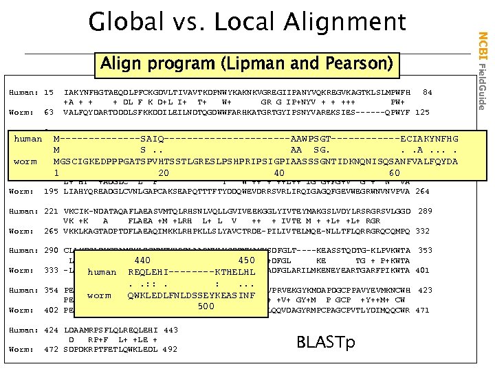 Align program (Lipman and Pearson) Human: 15 63 IAKYNFHGTAEQDLPFCKGDVLTIVAVTKDPNWYKAKNKVGREGIIPANYVQKREGVKAGTKLSLMPWFH 84 +A + + +