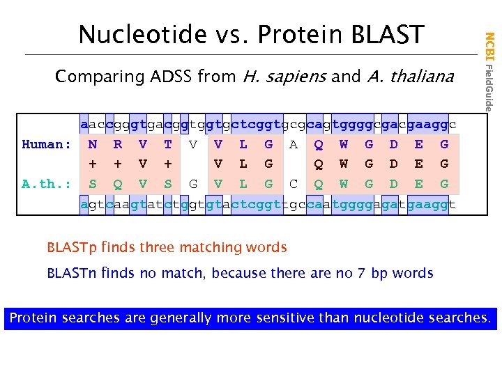 Comparing ADSS from H. sapiens and A. thaliana NCBI Field. Guide Nucleotide vs. Protein