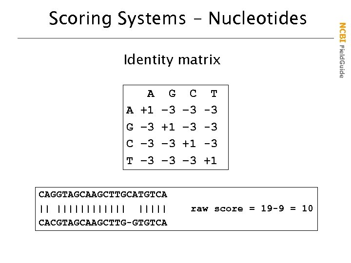 Identity matrix A G C T A +1 – 3 – 3 G –