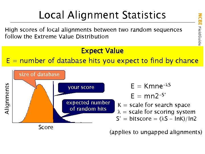 High scores of local alignments between two random sequences follow the Extreme Value Distribution