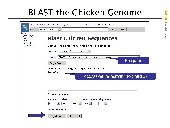 Program Accession for human TPO m. RNA NCBI Field. Guide BLAST the Chicken Genome