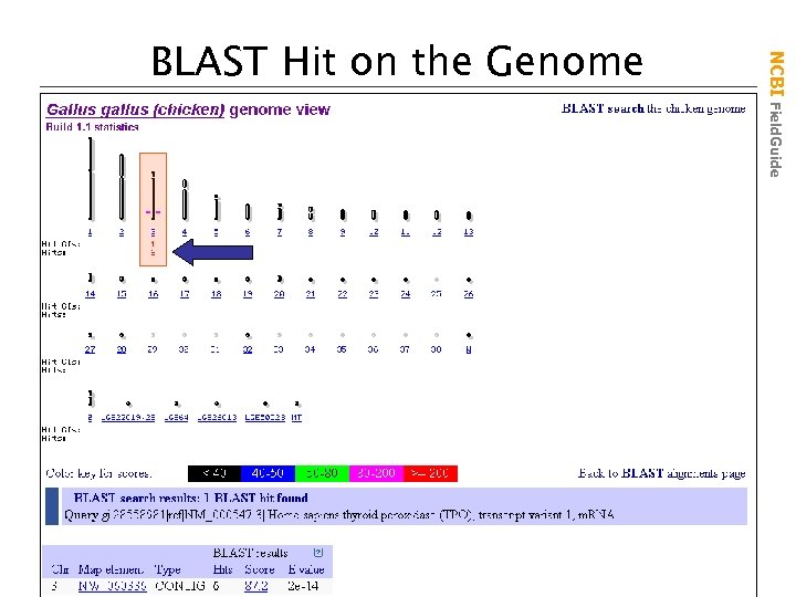 NCBI Field. Guide BLAST Hit on the Genome 