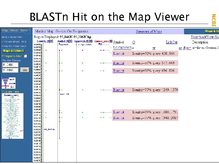 NCBI Field. Guide BLASTn Hit on the Map Viewer 