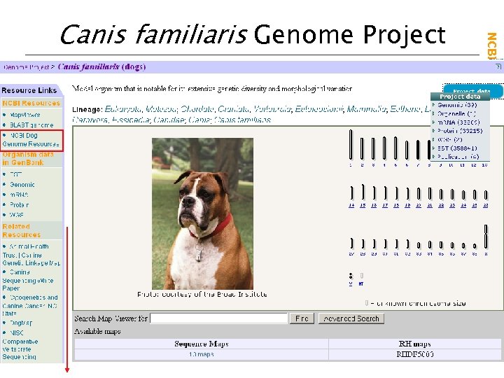 NCBI Field. Guide Canis familiaris Genome Project 