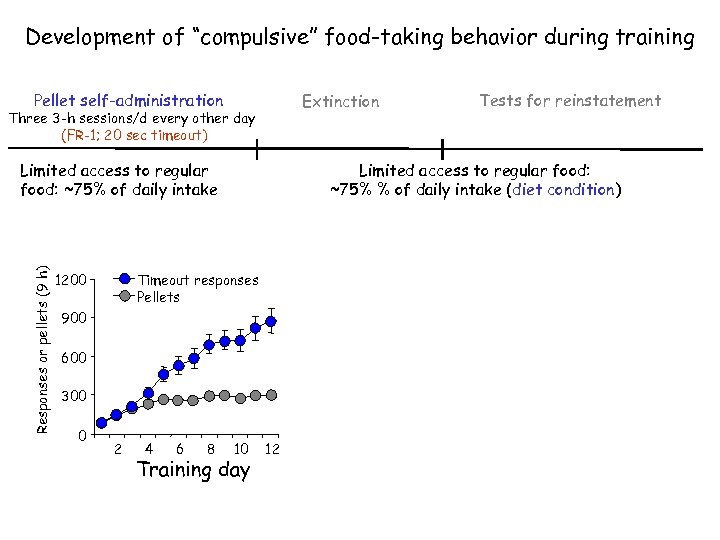 Development of “compulsive” food-taking behavior during training Pellet self-administration Extinction Three 3 -h sessions/d