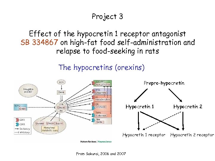 Project 3 Effect of the hypocretin 1 receptor antagonist SB 334867 on high-fat food